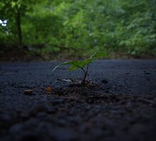 A small weed growing through cement by NicholasB