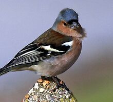 The Chaffinch by snapdecisions