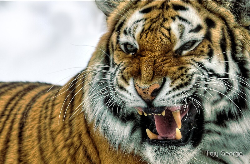 ferocious-tiger-by-tojy-george-redbubble