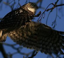 Flight Of The Little Owl - None Captive by snapdecisions