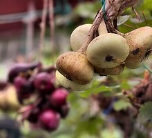Red and White Onions by SylviaHardy