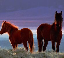 Live The Dream by Jeanne Nations
