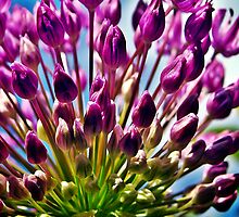 All about Allium. by Aj Finan