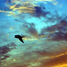 A Bird Above Belmar by Michele Ford