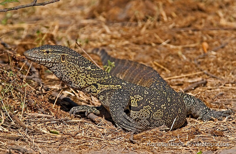 quot nile monitor lizard varanus niloticus quot by konstantinos quot nile monitor lizard varanus niloticus quot by konstantinos