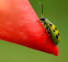 Beetle Mania by Brenda Burnett