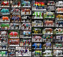 ALL 62 Rhino's by AnnDixon