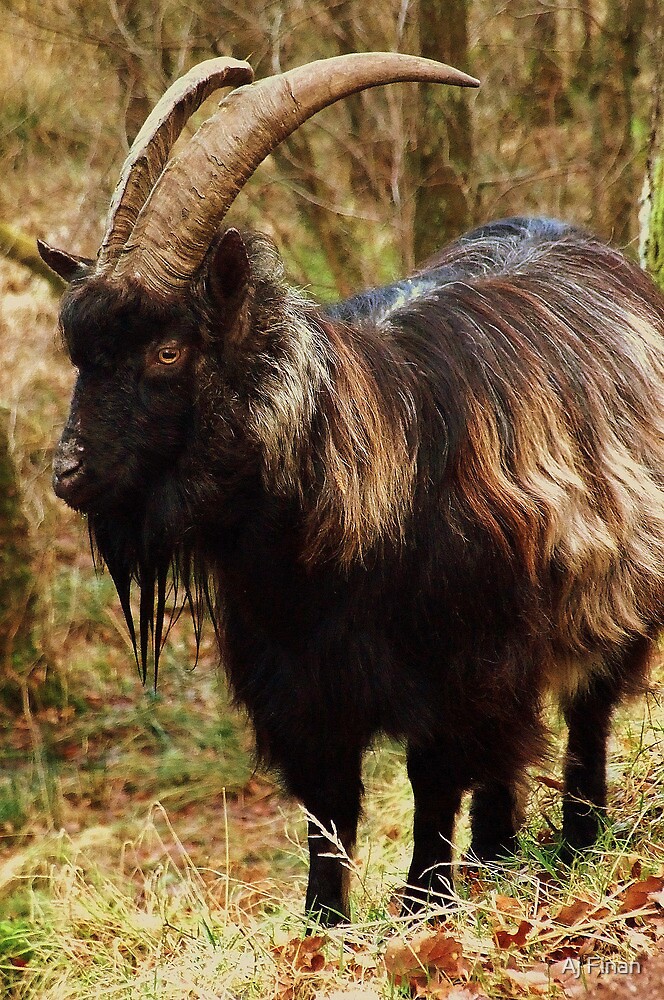 A Wild Scottish Goat By Aj Finan Redbubble