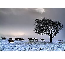 In search of food... Photographic Print