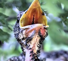 Loud and Proud by Karen Roberts