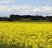 Canola Fields, Moriac, Victoria, Australia by Ian Williams