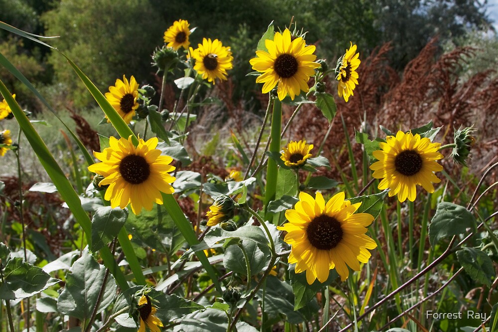 "Wild Sunflowers in Idaho 3" by Forrest Ray Redbubble
