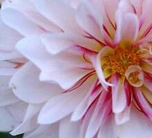 Another year by DavidROMAN
