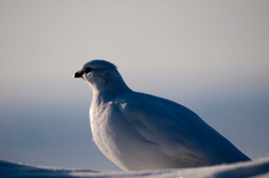 Arctic Chicken