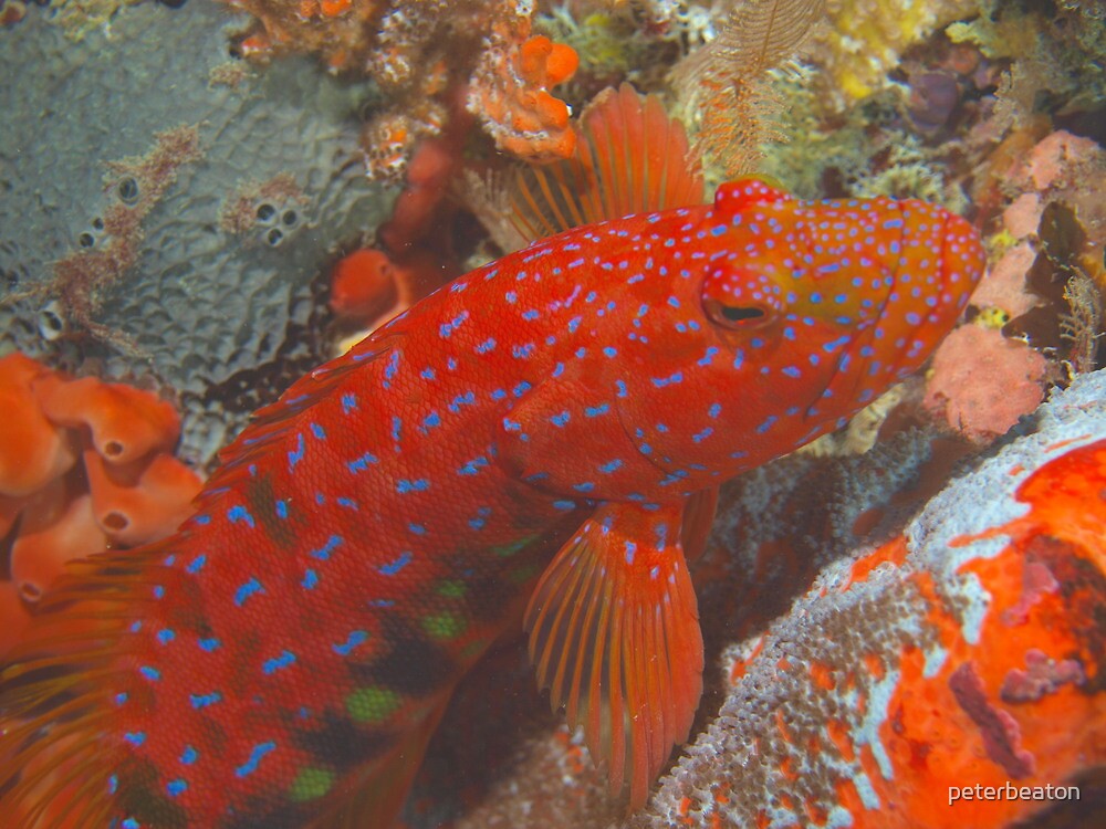 "harlequin fish esperance" by peterbeaton Redbubble