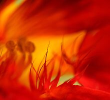 inferno by Iris Mackenzie