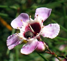 Geraldton Wax Bug by Michael John