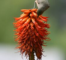 Bird sitting on Aloe - South Africa by Mauds