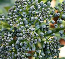 Broccoli by kayona