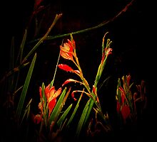 Led by a single star, She came from very far To seek where shadows are by Nick Kenrick Photography