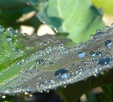 Water on Broccoli by peacegirl