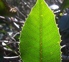 Backbone Trail Leaf by dirtfaery