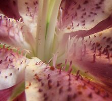 Star Gazer Lily in Macro by trueblvr
