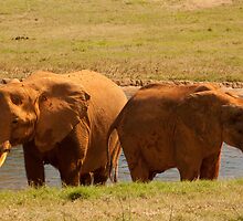 Difference of opinion! by vasu