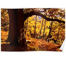 Autumn colours near Ullswater - The Lake District Poster