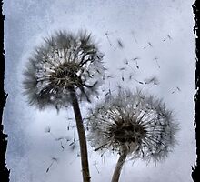 Untitled by Sheri Nye