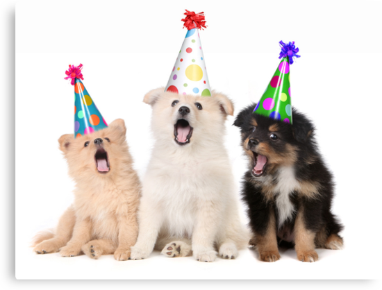 Puppy Dogs Singing Happy Birthday To You Canvas Prints By Katrina