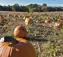 Picture a Pumpkin Posing - Rhode Island - US by Jack McCabe