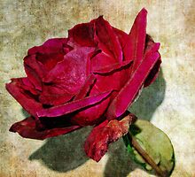 Belated Rose by Valentina Walker