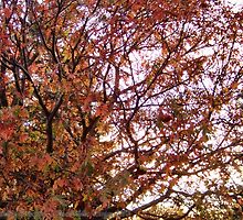 Autumn Parade by rocamiadesign