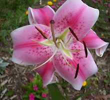 Closeup lily by seemyshots