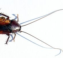 Palmetto Cockroach by Cameron Hampton