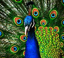 Peacock plumage by Parnellpictures