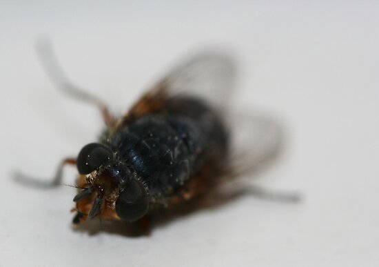 Dying Fly