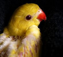 My Newest Baby by SharonD