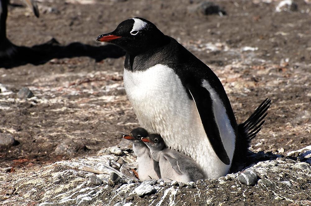 antarctica-gentoo-penguin-breeding-chicks-by-marion-joncheres-redbubble