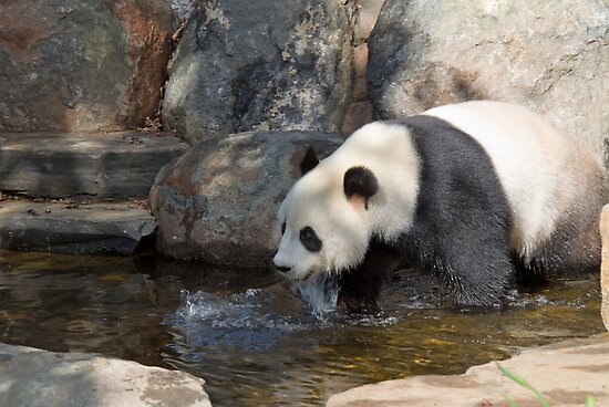 pandas adelaide zoo