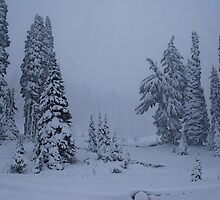 First Snowstorm by Tori Snow