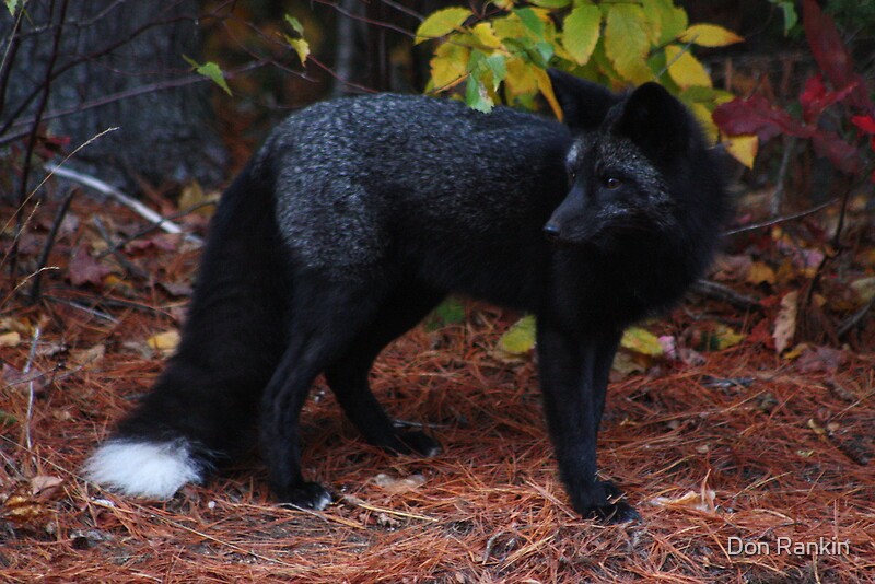 "Black Fox" by Don Rankin Redbubble