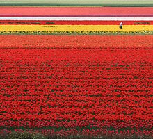Tulip time by gabbylawson