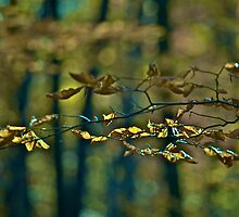 ♥ ♥ ♥ ♥ . Life Is Too Short . by Brown Sugar . Favorites: 7 Views: 827 . i znowu mamy jesień ! by © Andrzej Goszcz,M.D. Ph.D