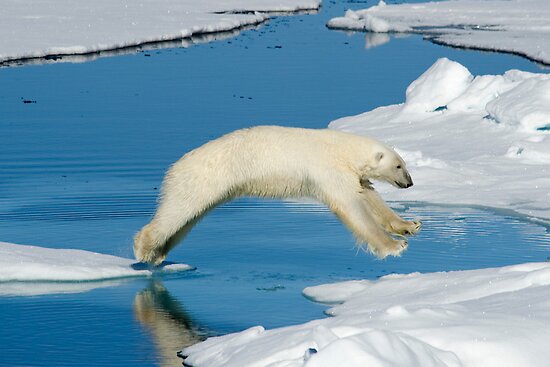 Jumping Polar Bear