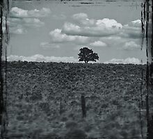 The Lonely Tree by Jeff Clark