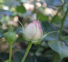 Budding affair by willob