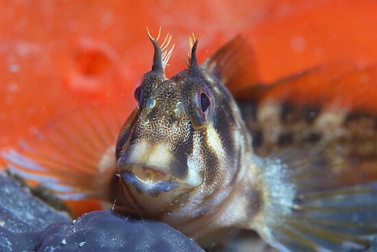 Tasmanian Blenny