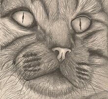 Tabby Face by kimberlymaustin